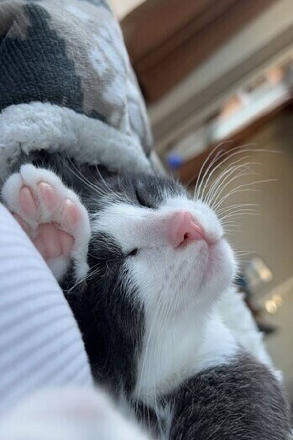 Katt - Caprino Katt - Caprino