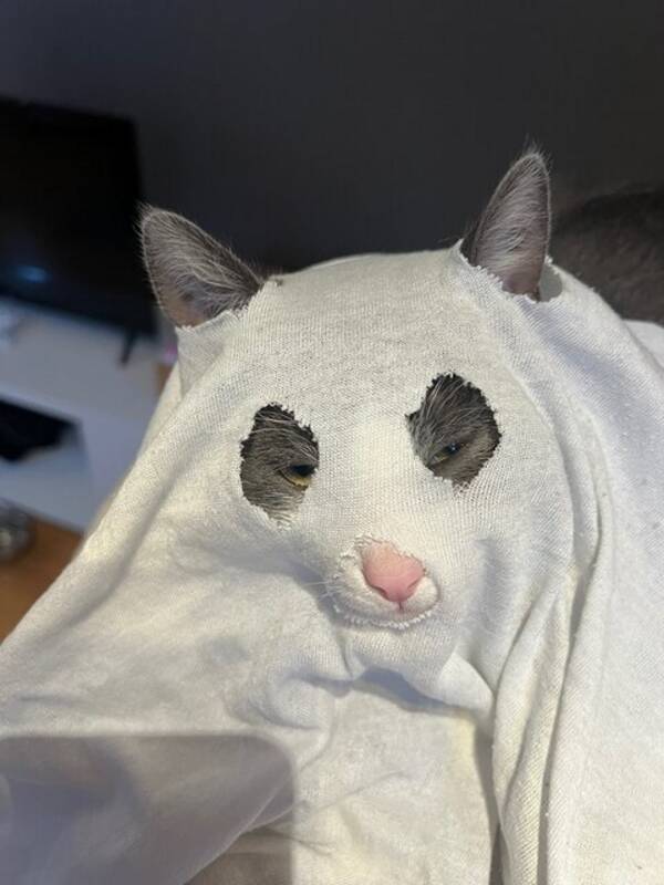 Katt - Caprino Katt - Caprino