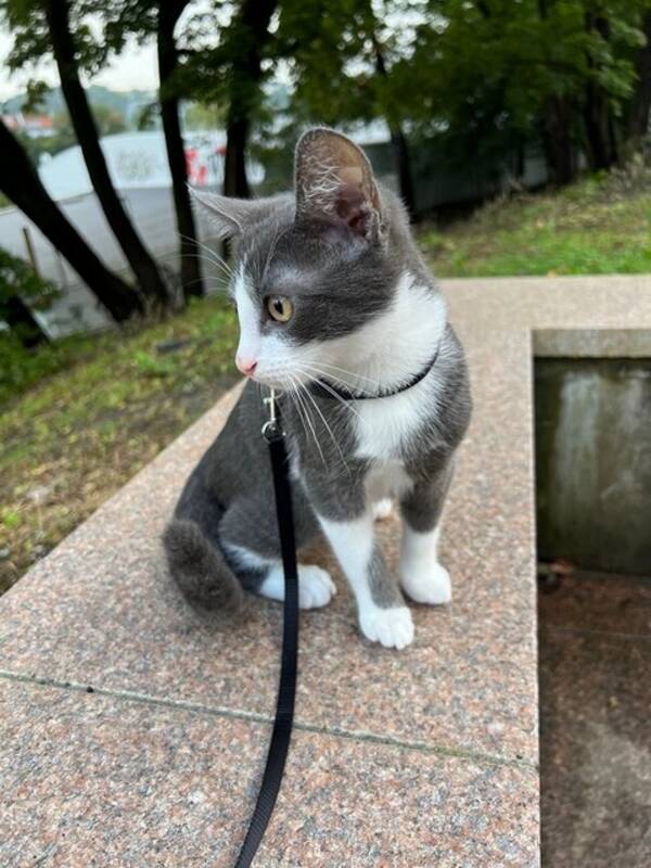 Katt - Caprino Katt - Caprino