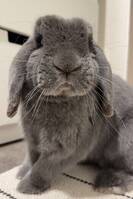 Kaninen Nemo Kaninen Nemo