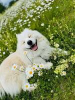 Baloo - Samoyed mix