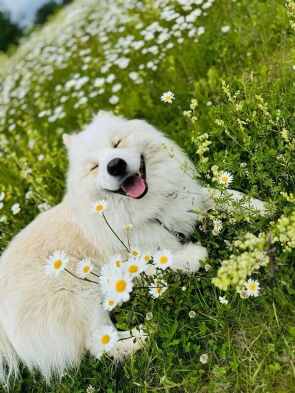 Hund - Baloo - Samoyed mix