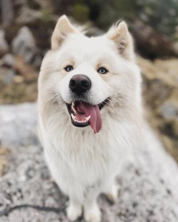 Hund - Baloo - Samoyed mix Hund - Baloo - Samoyed mix
