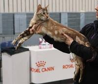 Snow Bengal  Snow Bengal