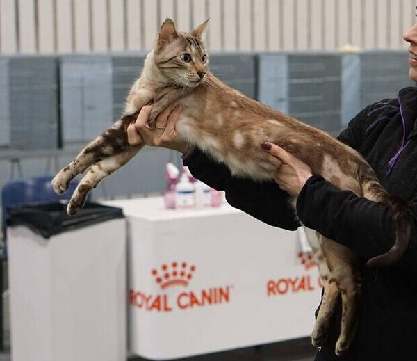 Katt - Snow Bengal  Katt - Snow Bengal