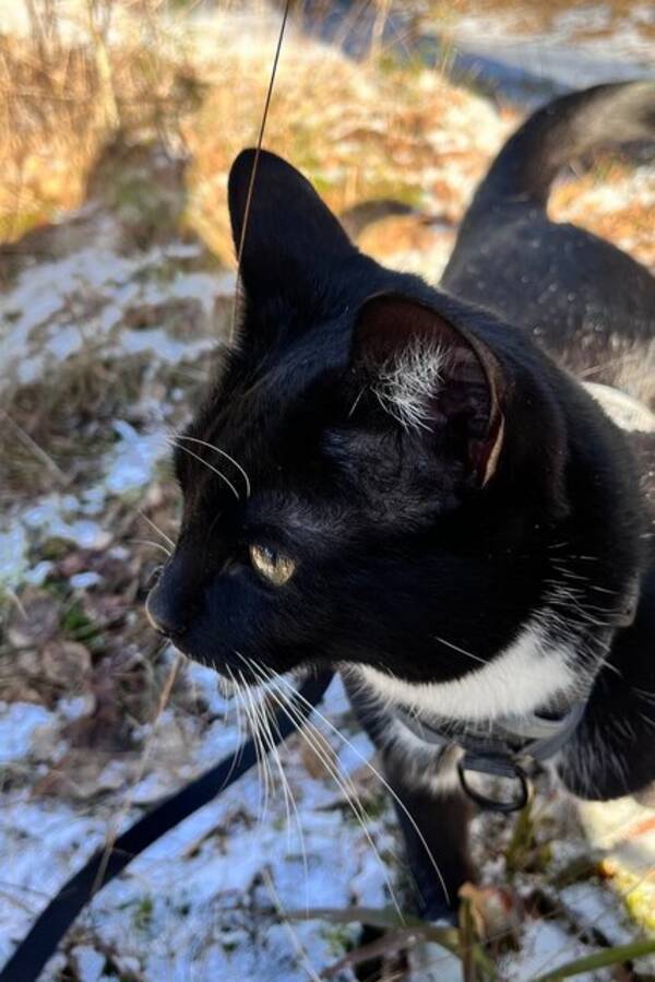 Katt - Lillen/Lilleman Katt - Lillen/Lilleman