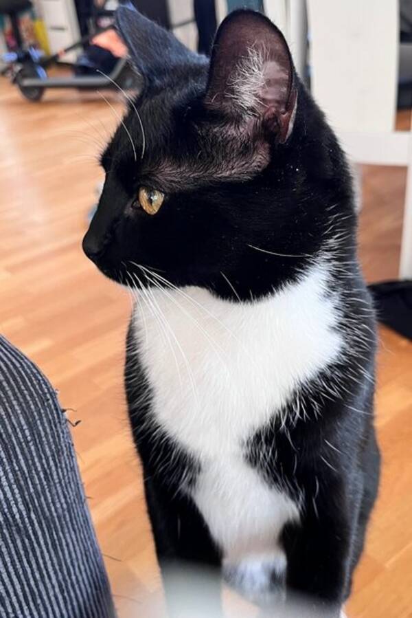 Katt - Lillen/Lilleman Katt - Lillen/Lilleman