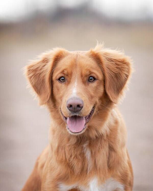 Hund - Tollaren Yatzy