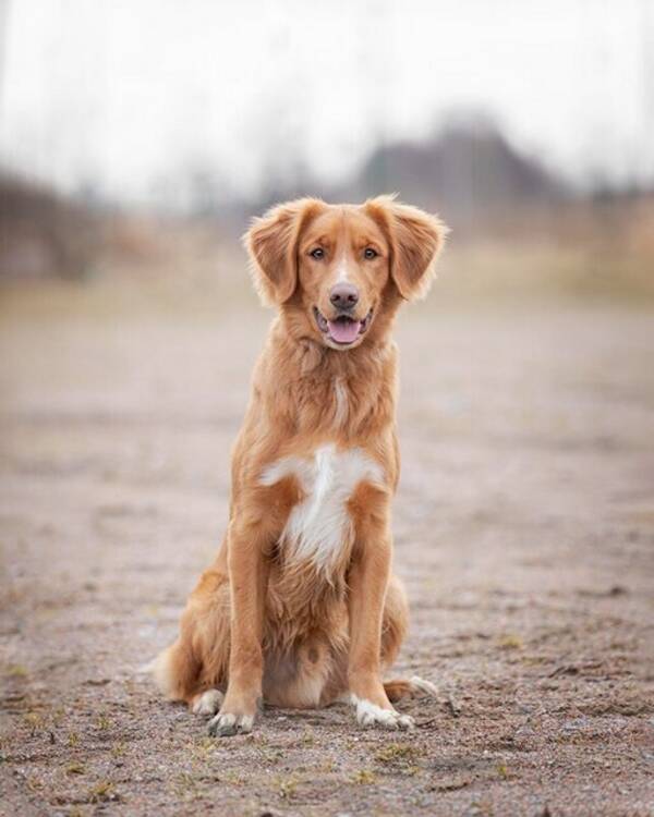 Hund - Tollaren Yatzy