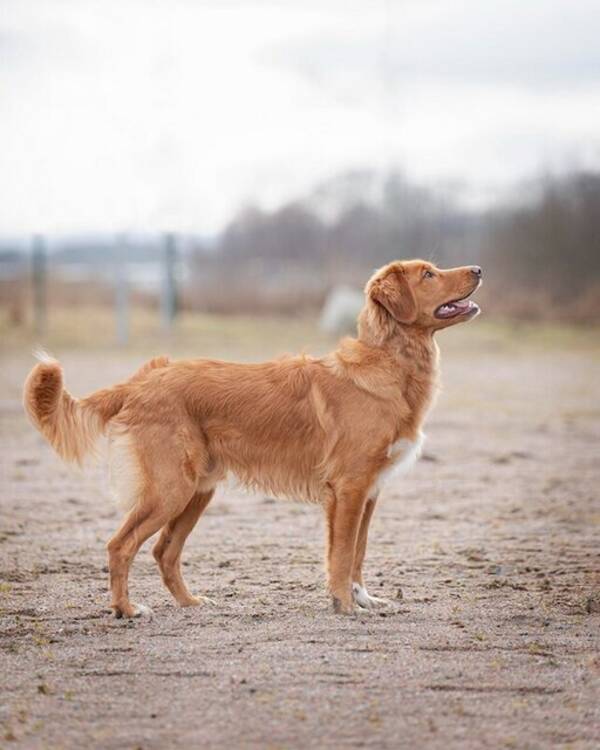 Hund - Tollaren Yatzy