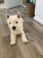 Westie Bubben Westie Bubben