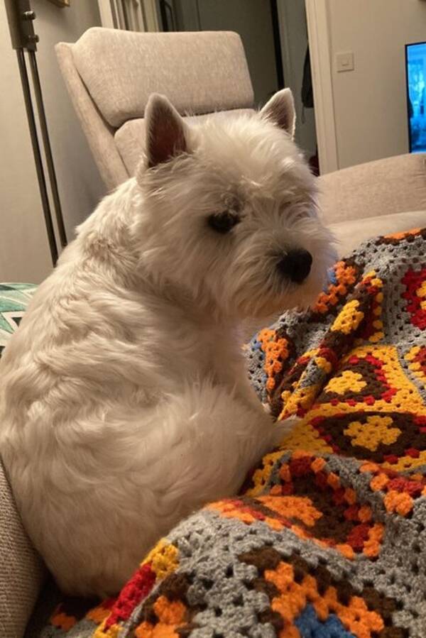 Hund - Westie Bubben