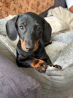 Dvärgtax Tik Stella Dvärgtax Tik Stella