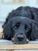 Hovawart Tik Alice Hovawart Tik Alice