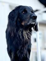 Hovawart Tik Happie Hovawart Tik Happie