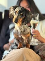 Dvärgtax Tik Bira Dvärgtax Tik Bira