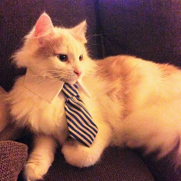 Katt - Adonis Katt - Adonis