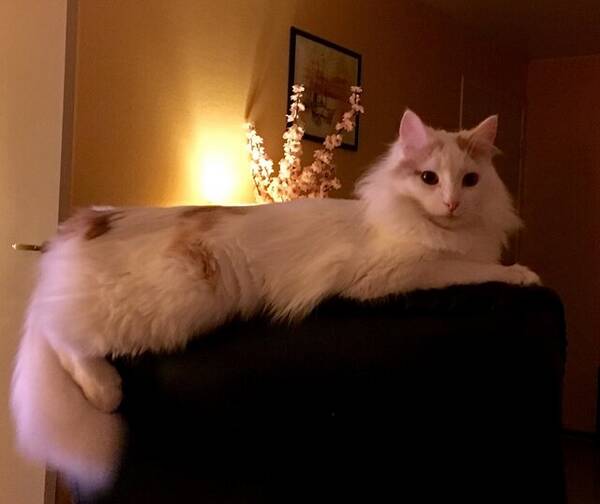 Katt - Adonis Katt - Adonis