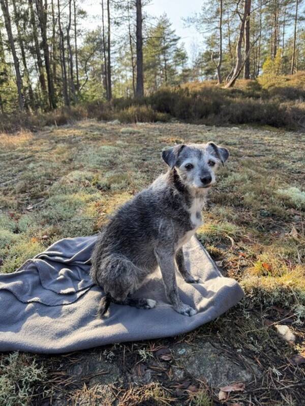 Hund - Blandras Inga