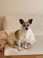 Blandras Stella Blandras Stella