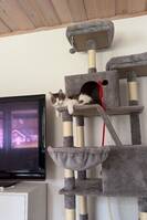 Katten Mischo Katten Mischo