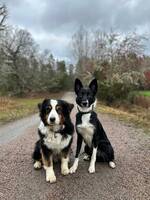 Australian Shepherd & Border Collie Australian Shepherd & Border Collie