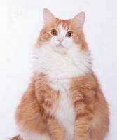 Katten Findus Katten Findus