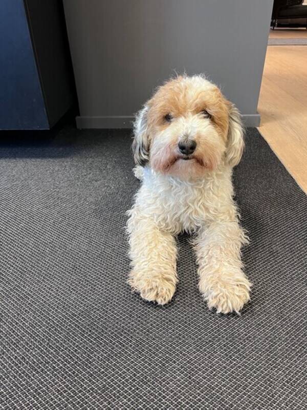 Hund - Havanese/puddel Poyo Hund - Havanese/puddel Poyo