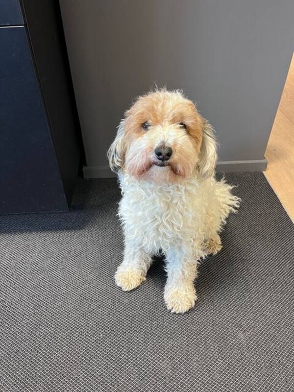 Hund - Havanese/puddel Poyo Hund - Havanese/puddel Poyo