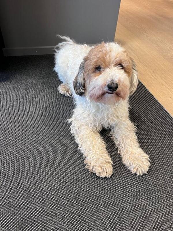 Hund - Havanese/puddel Poyo Hund - Havanese/puddel Poyo