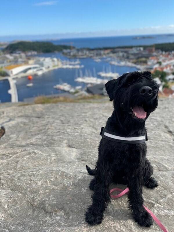 Hund - Riesenschnauzer Hund - Riesenschnauzer