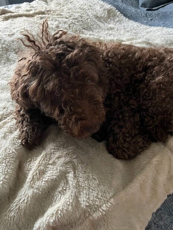 Hund - Blanding: Vannhund, Labrador, Puddel Hund - Blanding: Vannhund, Labrador, Puddel