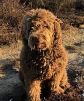 Blanding: Vannhund, Labrador, Puddel Blanding: Vannhund, Labrador, Puddel