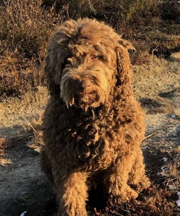 Hund - Blanding: Vannhund, Labrador, Puddel Hund - Blanding: Vannhund, Labrador, Puddel