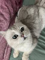 British white cta British white cta