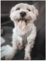 Bichon havaneeser Miicho Bichon havaneeser Miicho