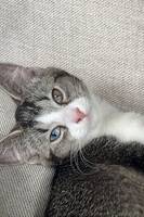 Katten Gullan Katten Gullan