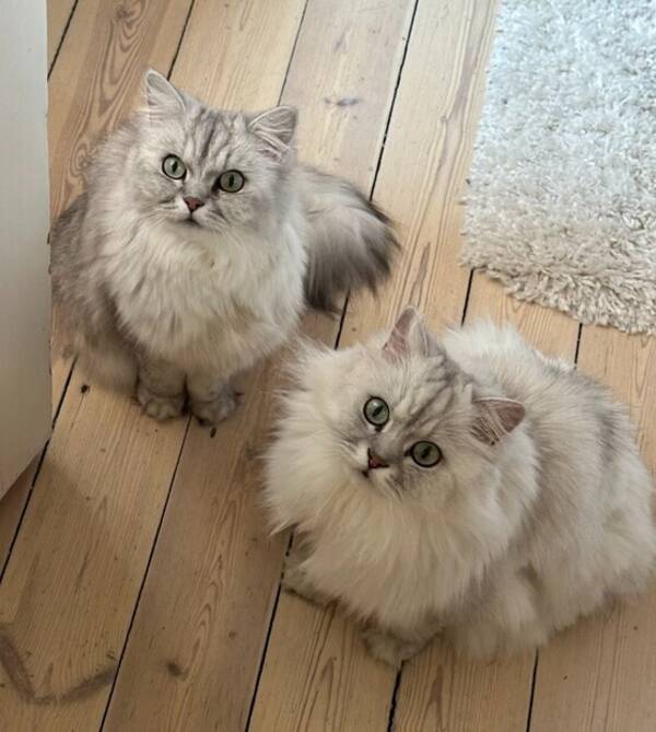 Katt - Två fluffiga vita katter