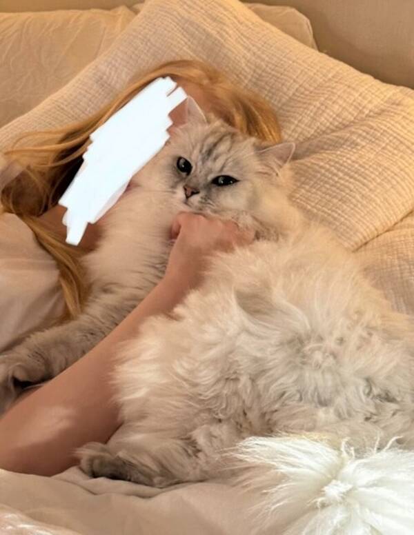 Katt - Två fluffiga vita katter