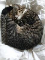 Huskatt, Flisan Huskatt, Flisan