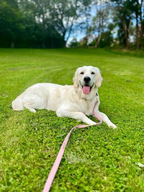 Hund - Golden Retriever: Lady