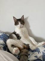 Maine coon/Bondkatt Maine coon/Bondkatt