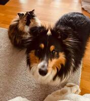 Shetlands sheepdog Izzy