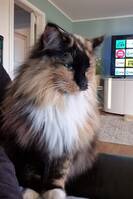 Norsk Skogkatt Åse-Anita Norsk Skogkatt Åse-Anita