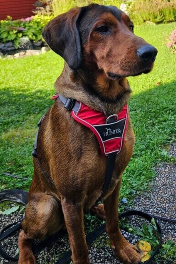 Hund - ADB . Högställd jakthund Hund - ADB . Högställd jakthund