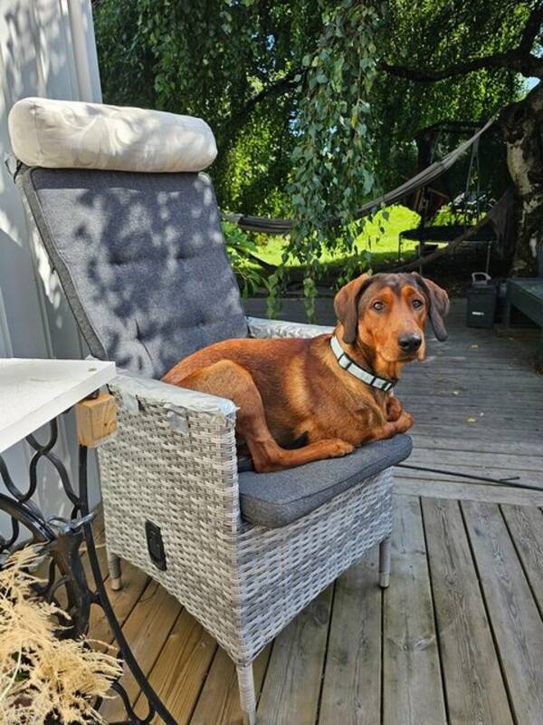 Hund - ADB . Högställd jakthund Hund - ADB . Högställd jakthund