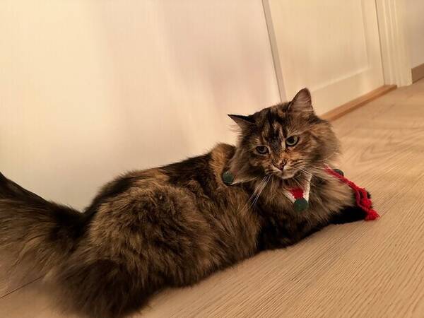 Katt - Cindy Katt - Cindy