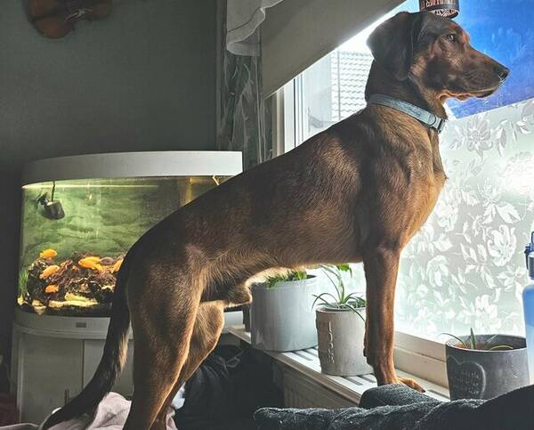 Hund - ADB . Högställd jakthund Hund - ADB . Högställd jakthund