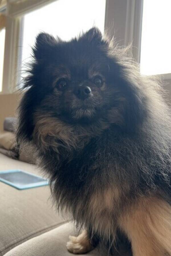 Hund - Pomeranian Hund - Pomeranian