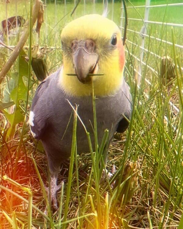 Annet - Nymfeparakitten Darwin Annet - Nymfeparakitten Darwin